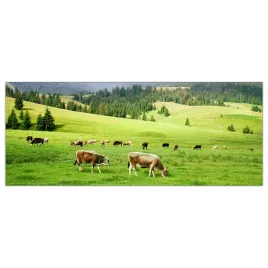 obraz-na-szkle-foto-pole-krowy-zwierzeta-125x50
