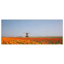 obraz-na-szkle-foto-pole-tulipanow-holandia-125x50