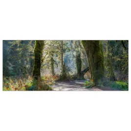 obraz-szklany-foto-obraz-bajkowy-las-drzewa-125x50
