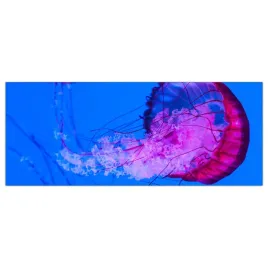 obraz-na-szkle-foto-meduza-morze-zwierze-125x50