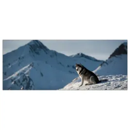 obraz-szklany-foto-obraz-husky-gory-pies-125x50