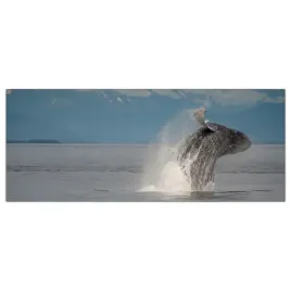 obraz-na-szkle-foto-wieloryb-ocean-zwierze-125x50