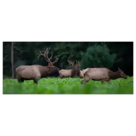 obraz-szklany-foto-obraz-los-zwierze-las-125x50