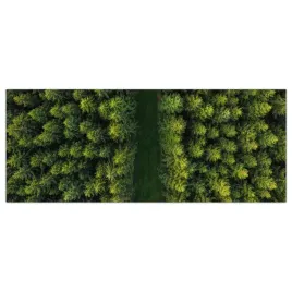 obraz-szklany-foto-obraz-droga-las-drzewa-125x50