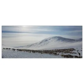obraz-na-szkle-foto-renifery-zima-zwierzeta-125x50