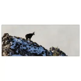 obraz-szklany-foto-obraz-koza-gory-natura-125x50