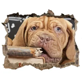 dziura-3d-fototapeta-pies-gryzie-ksiazke-168x113