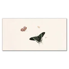 szklo-hartowane-do-kuchni-panel-owad-motyl-100x50