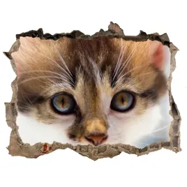 dziura-3d-fototapeta-scienna-naklejka-maly-kot