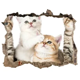 dziura-3d-fototapeta-scienna-naklejka-male-koty