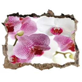 fototapeta-naklejka-na-sciane-fototapeta-orchidea