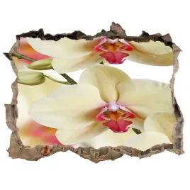 fototapeta-naklejka-na-sciane-orchidea-168x113