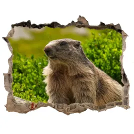 dziura-3d-fototapeta-naklejka-swistak-tatrzanski