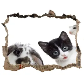 dziura-3d-fototapeta-naklejka-zwierzeta-domowe