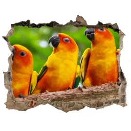 dziura-3d-fototapeta-naklejka-papugi-na-galezi