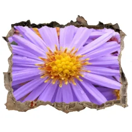 samoprzylepna-naklejka-na-sciane-fototapeta-astry