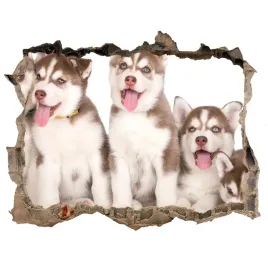 dziura-3d-fototapeta-naklejka-szczeniaki-husky