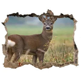 dziura-3d-fototapeta-na-sciane-naklejka-sarna