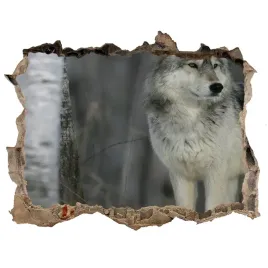 dziura-3d-fototapeta-na-sciane-szary-wilk-168x113