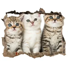 dziura-3d-fototapeta-naklejka-male-koty-168x113