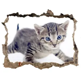 dziura-3d-fototapeta-na-sciane-naklejka-maly-kot