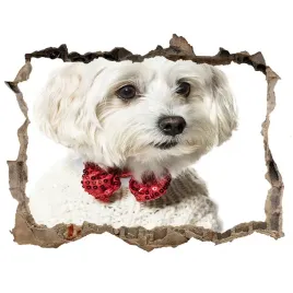 dziura-3d-fototapeta-maltanczyk-w-muszce-168x113