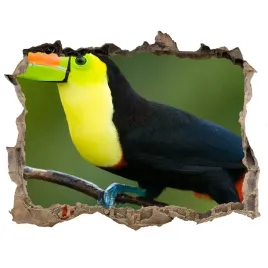 dziura-3d-fototapeta-na-sciane-naklejka-tukan