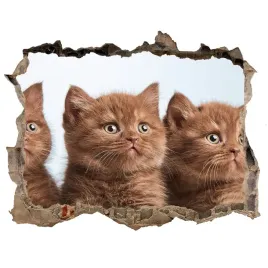 dziura-3d-fototapeta-na-sciane-kotki-na-reczniku