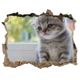 dziura-3d-fototapeta-na-sciane-maly-kot-przy-oknie