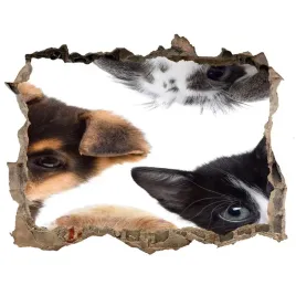 dziura-3d-fototapeta-na-sciane-zwierzeta-domowe