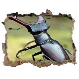 dziura-3d-fototapeta-na-sciane-chrzaszcz-168x113