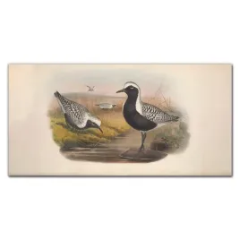 obraz-na-sciane-szklany-ptaki-zwierzeta-120x60-cm