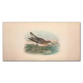 szklany-obraz-na-sciane-ptak-rysunek-120x60-cm