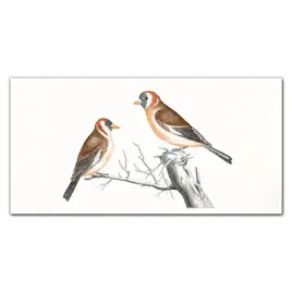 foto-obraz-szklany-zwierze-ptak-oddzial-120x60-cm