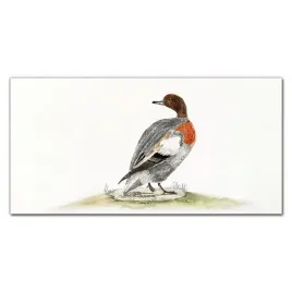 foto-obraz-szklany-zwierze-ptak-kaczka-120x60-cm