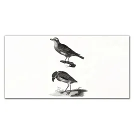 szklany-obraz-na-sciane-zwierzeta-ptaki-120x60-cm