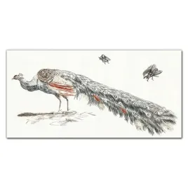obraz-szklany-zwierze-ptak-paw-muchy-120x60-cm