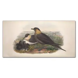 hartowane-panele-szklane-ptaki-zwierzeta-140x70-cm