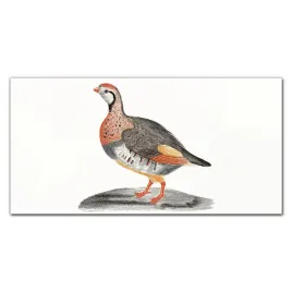 scienny-fotoobraz-na-plotnie-zwierze-ptak-100x50
