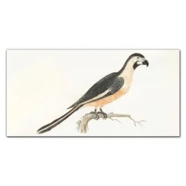 obraz-na-ramie-plotno-zwierze-ptak-galaz-100x50-cm