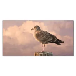 foto-obraz-szklany-zwierze-ptak-mewa-niebo-120x60