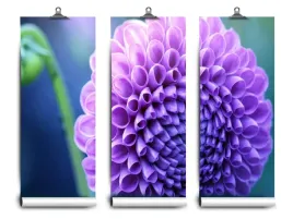 fototapeta-lateks-fioletowy-dalia-104x70