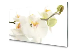 obraz-szklany-kwiaty-roslina-natura-foto-100x50