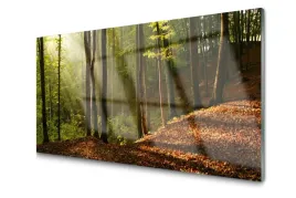 obraz-szklany-las-drzewa-przyroda-foto-100x50