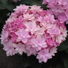 unikatowa-hortensja-youandme-romance-gwiazdki-niezawodnie-kwitnaca-mroz-29