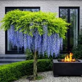 niebieska-karlowa-wisteria-blue-moon-duze-sadzonki