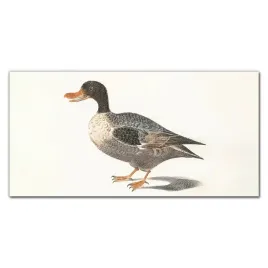 obraz-na-plotnie-na-ramie-ptak-kaczka-120x60-cm
