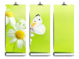 fototapeta-lateks-i-motyl-rumianek-klej