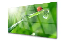 obraz-szklany-trawa-biedronka-natura-foto-100x50