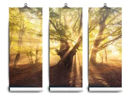 fototapeta-lateks-drzewo-stare-152x104-klej